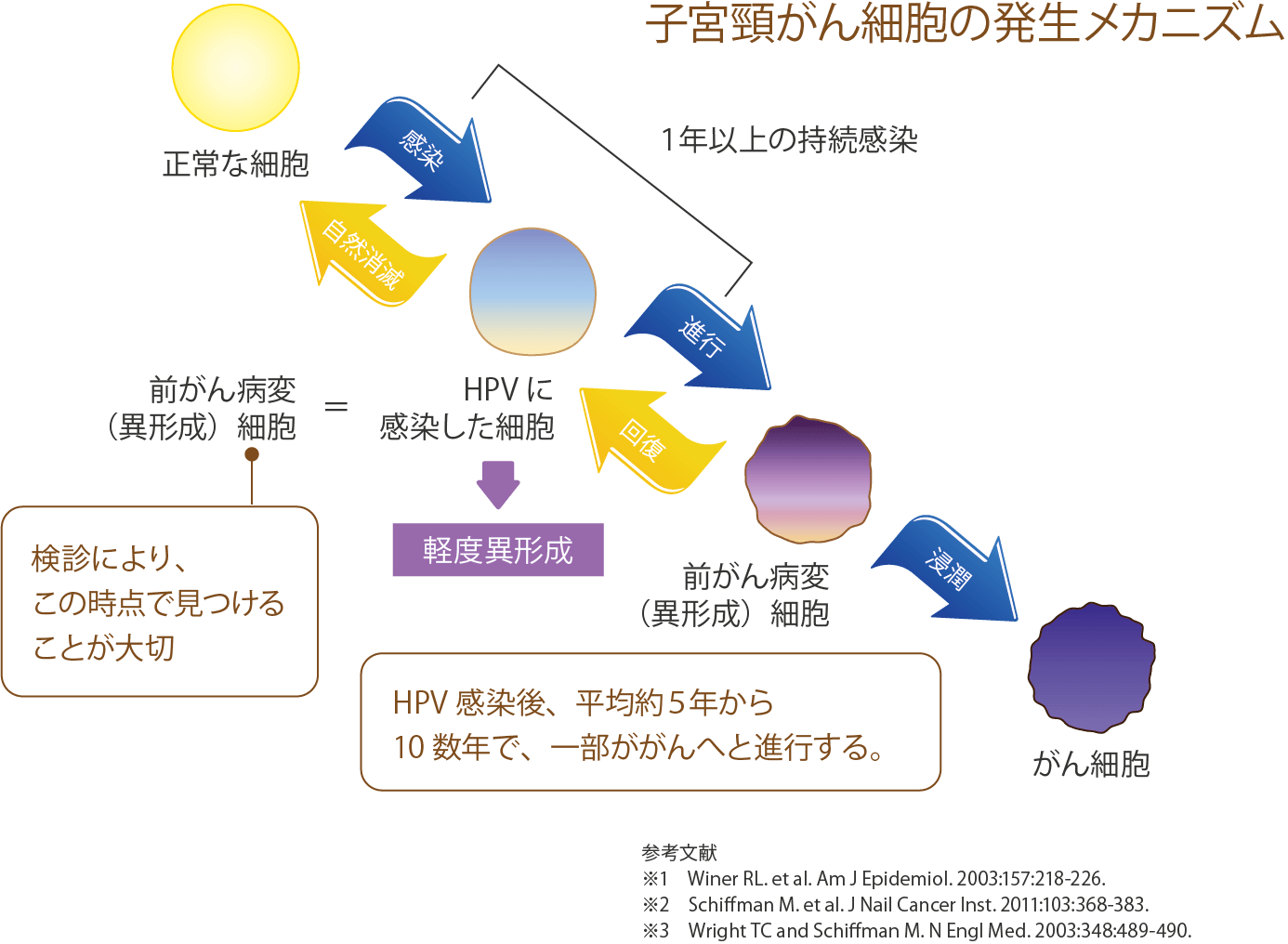 子宮頸がん細胞の発生メカニズム